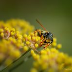 Wespe im Blütenparadies