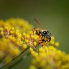 Wespe im Blütenparadies