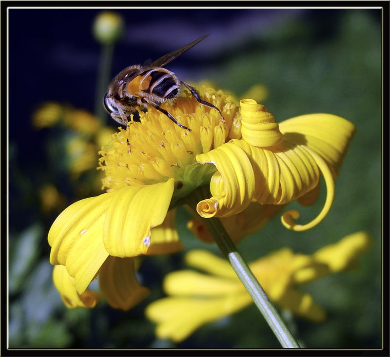 Wespe im Blumenbeet