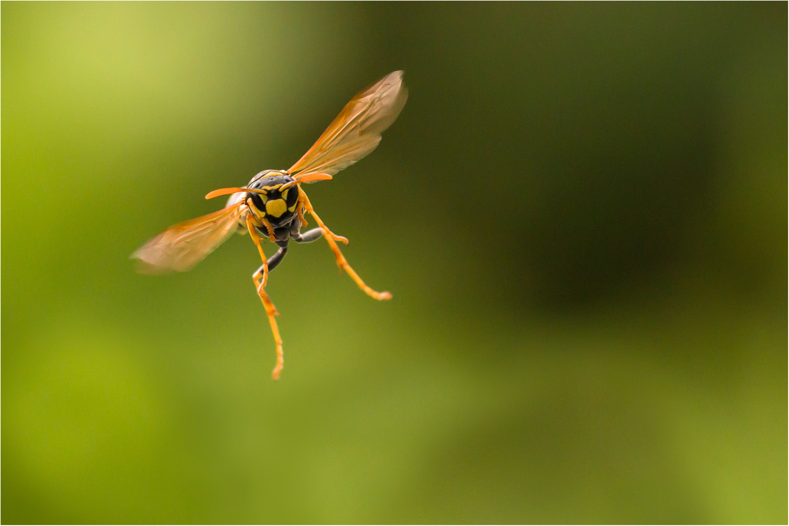 Wespe im Flug