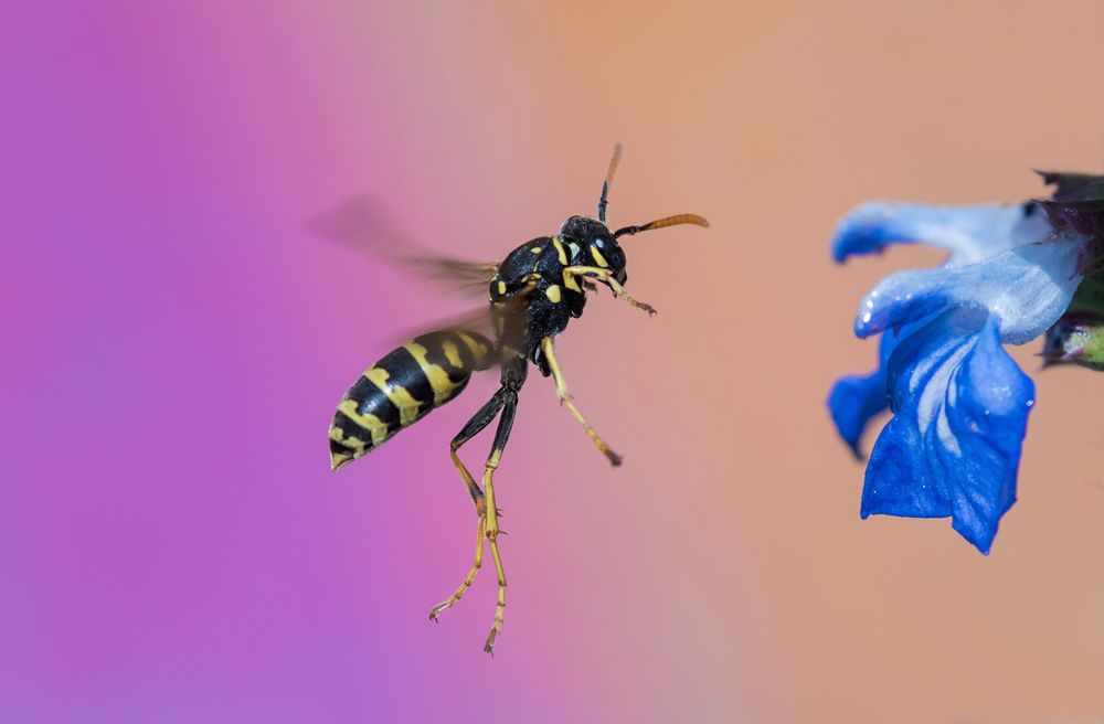 Wespe im Flug Foto & Bild tiere, wildlife, insekten Bilder auf