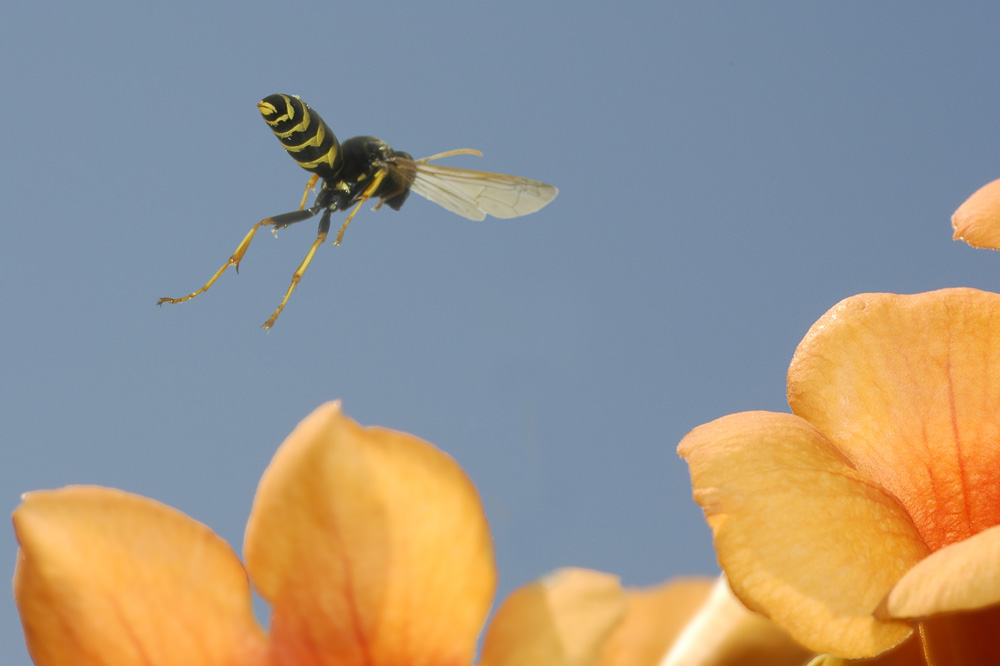 Wespe im Flug