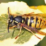 Wespe im Garten