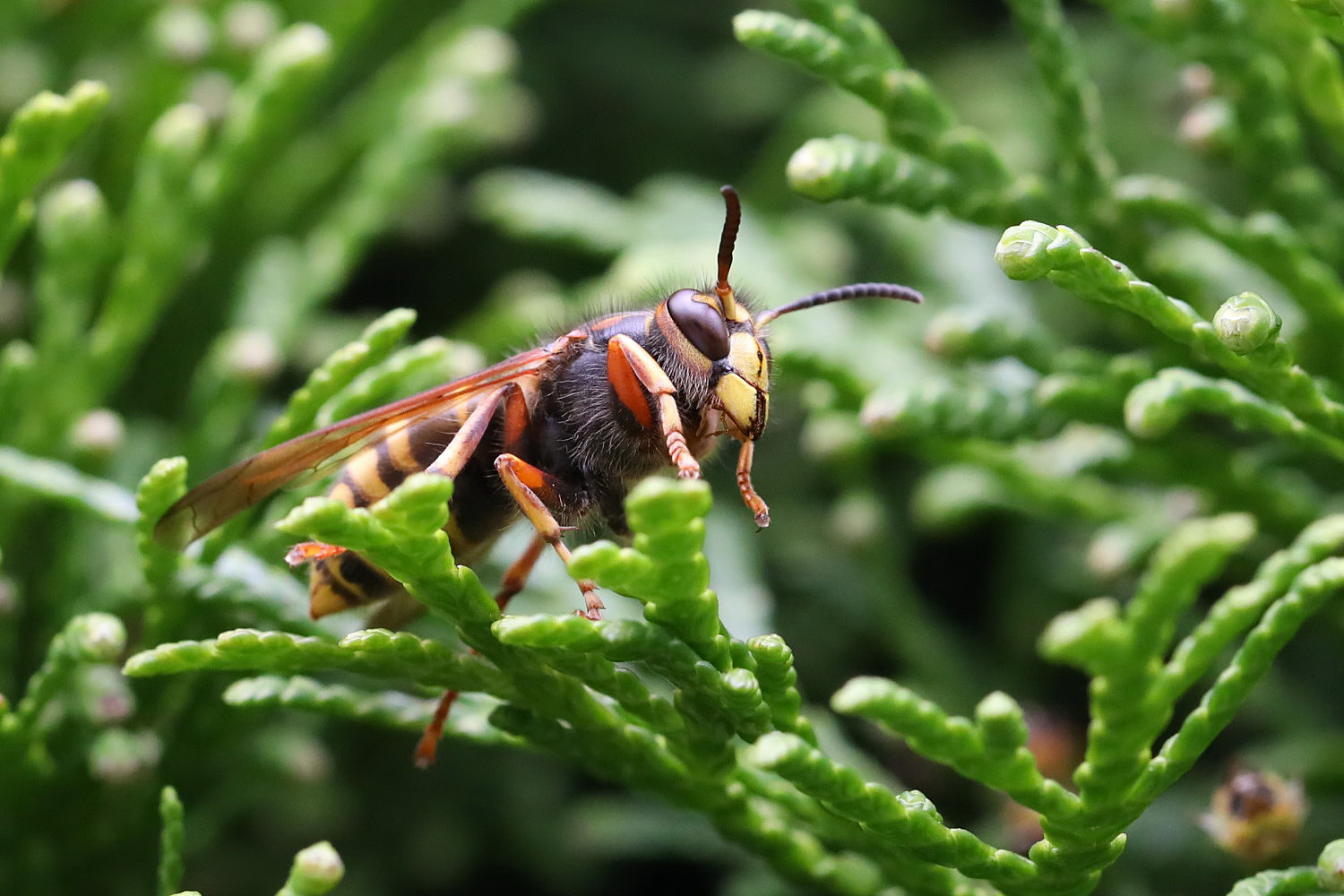 Wespe im Garten