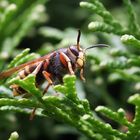 Wespe im Garten