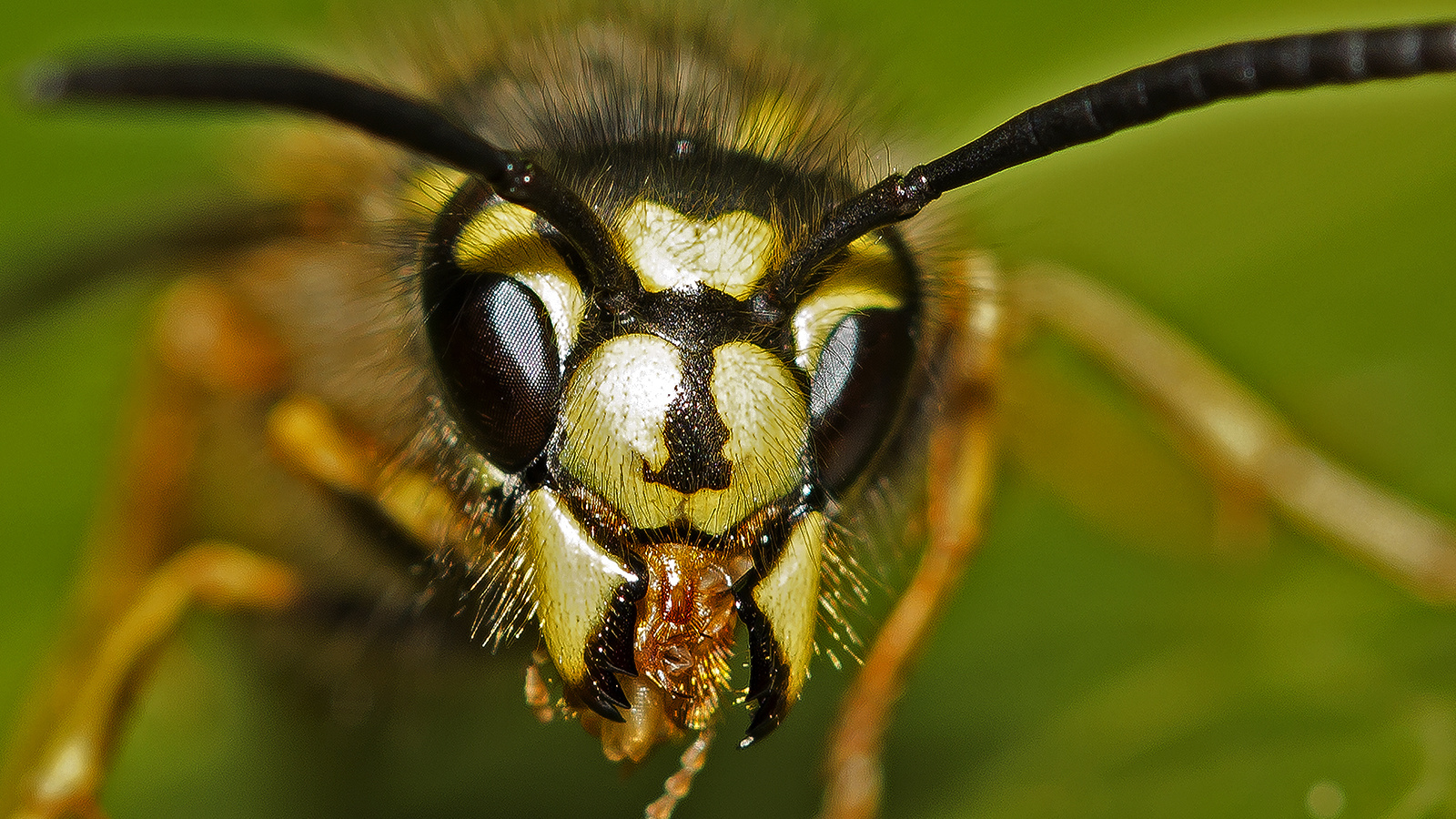 Wespe im Garten