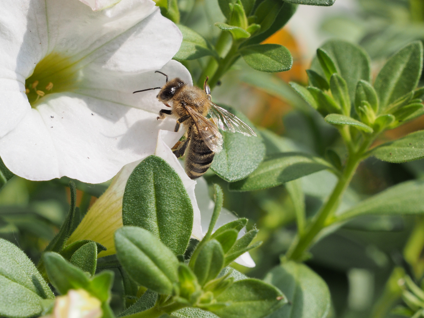 Wespe im Garten