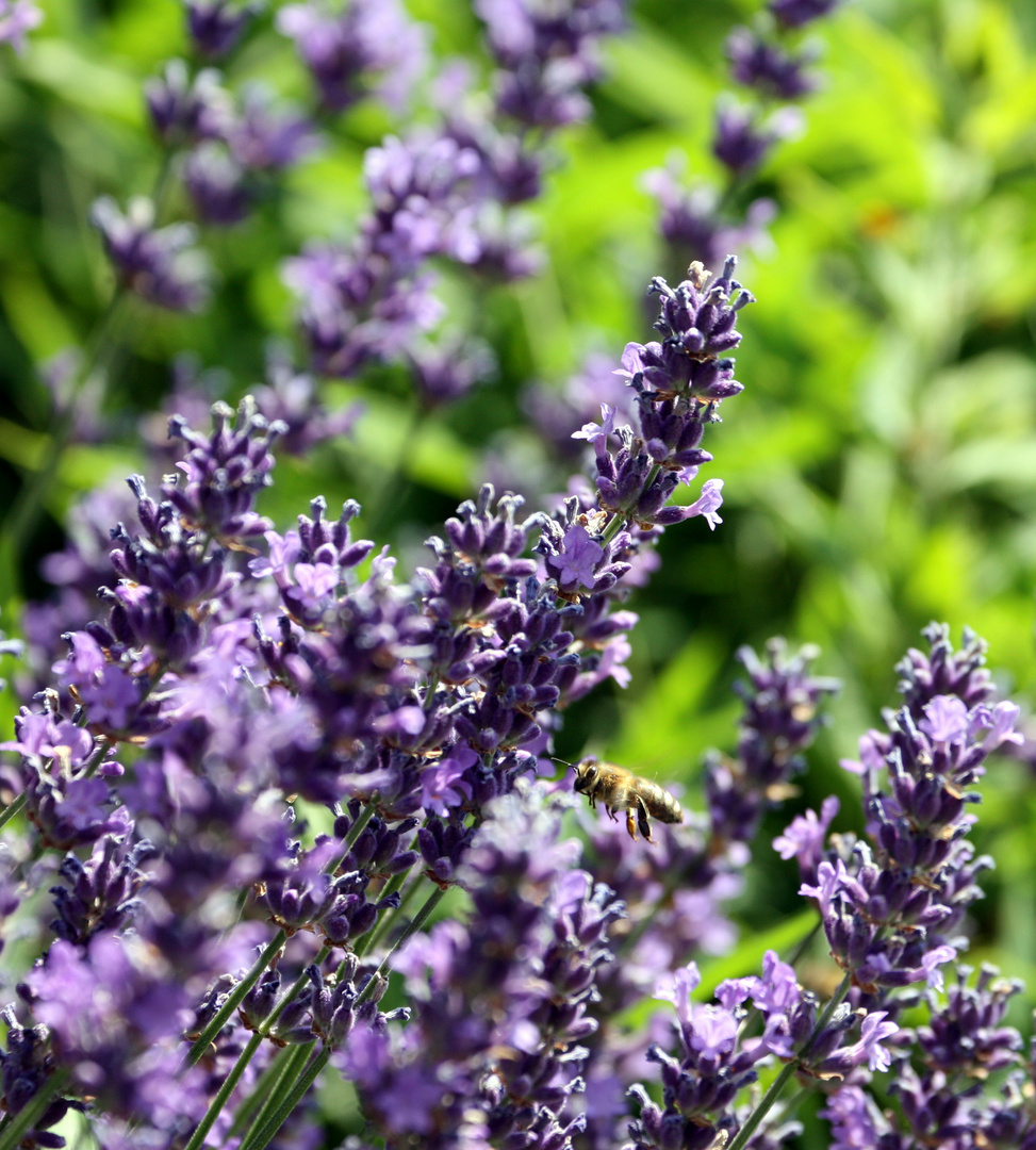 Wespe im Lavendel