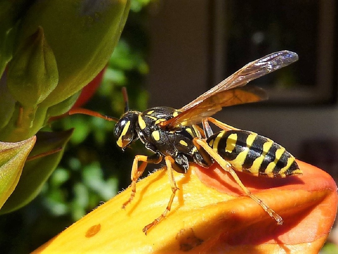 Wespe im Macrobereich