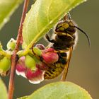 Wespe im Morgenentau