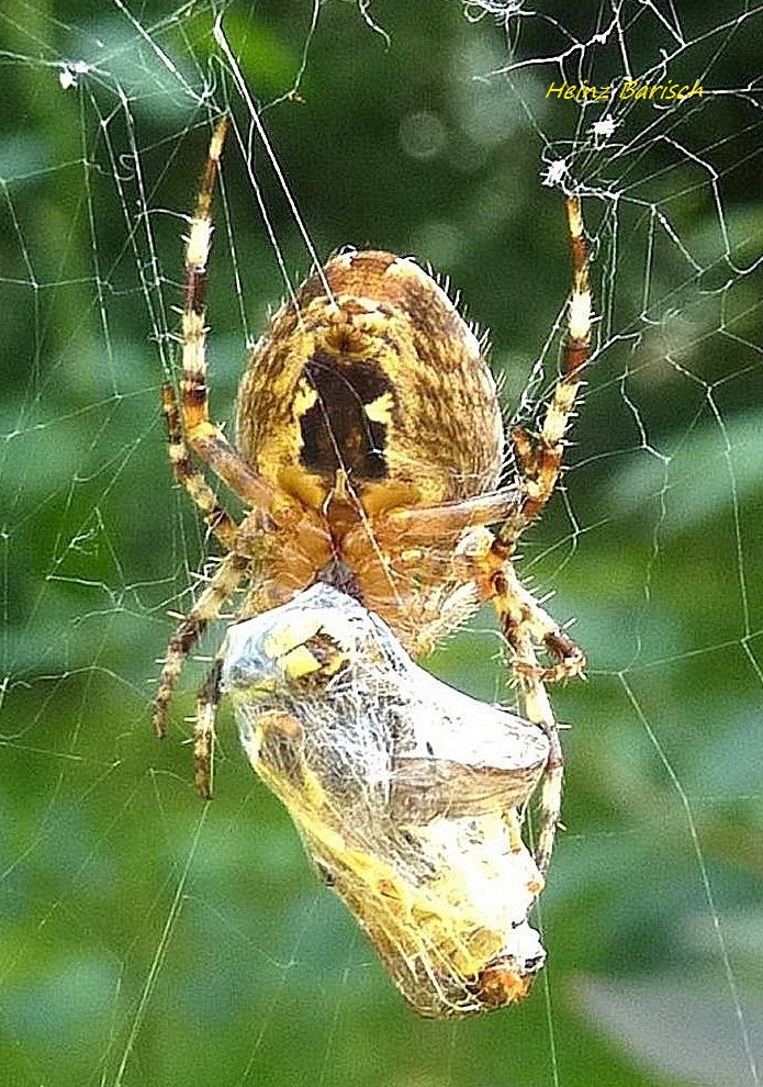 Wespe Im Netz der Kreuzspinne