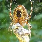 Wespe Im Netz der Kreuzspinne