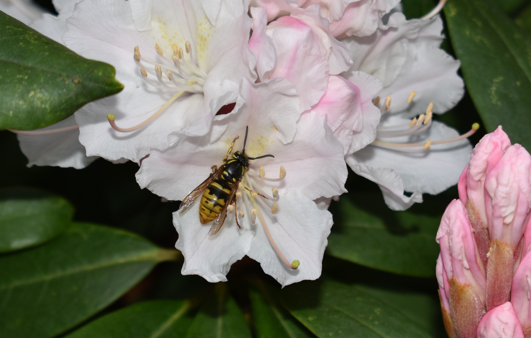 Wespe im Rhododendron