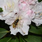 Wespe im Rhododendron