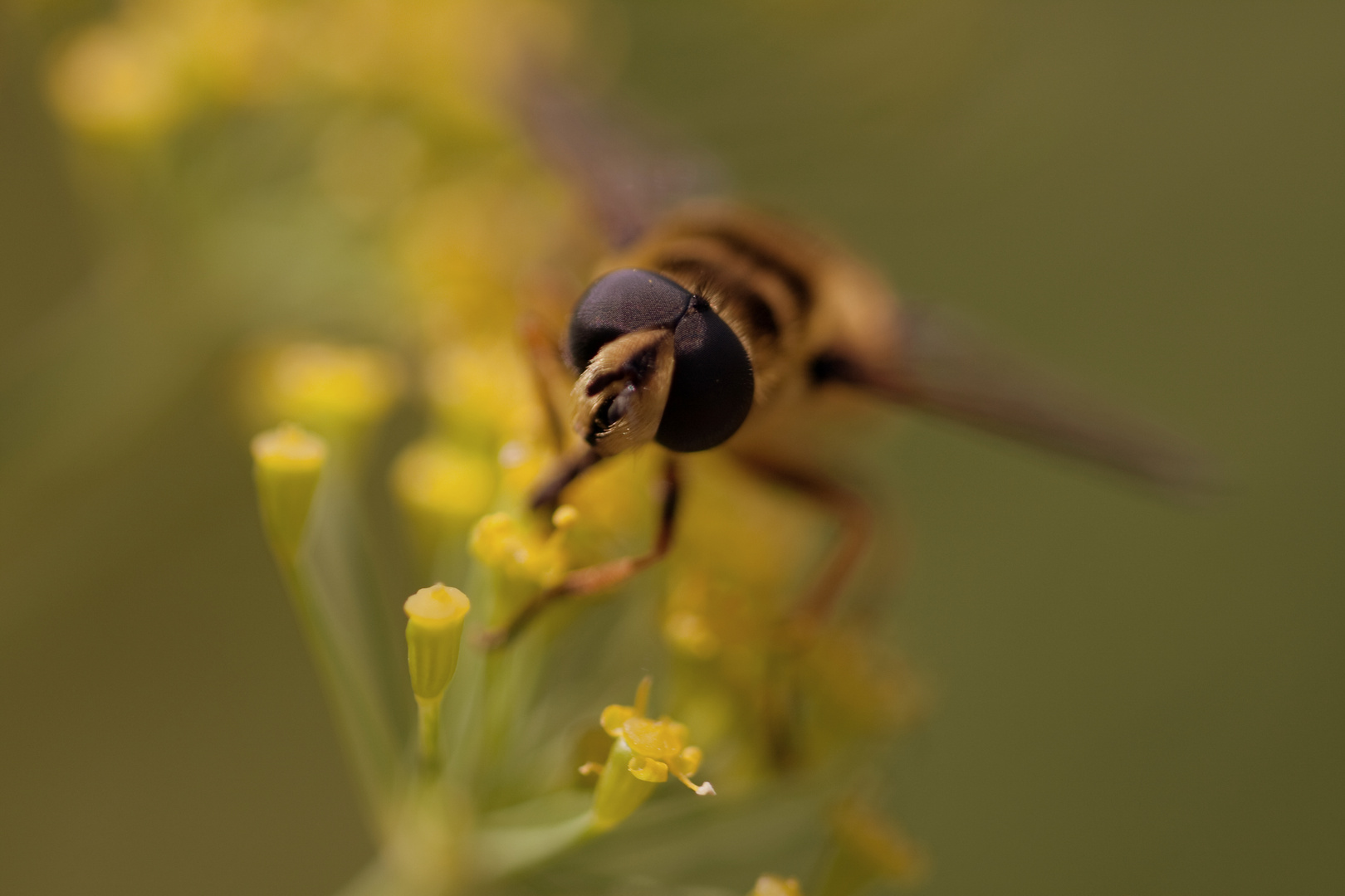 Wespe im Sommer