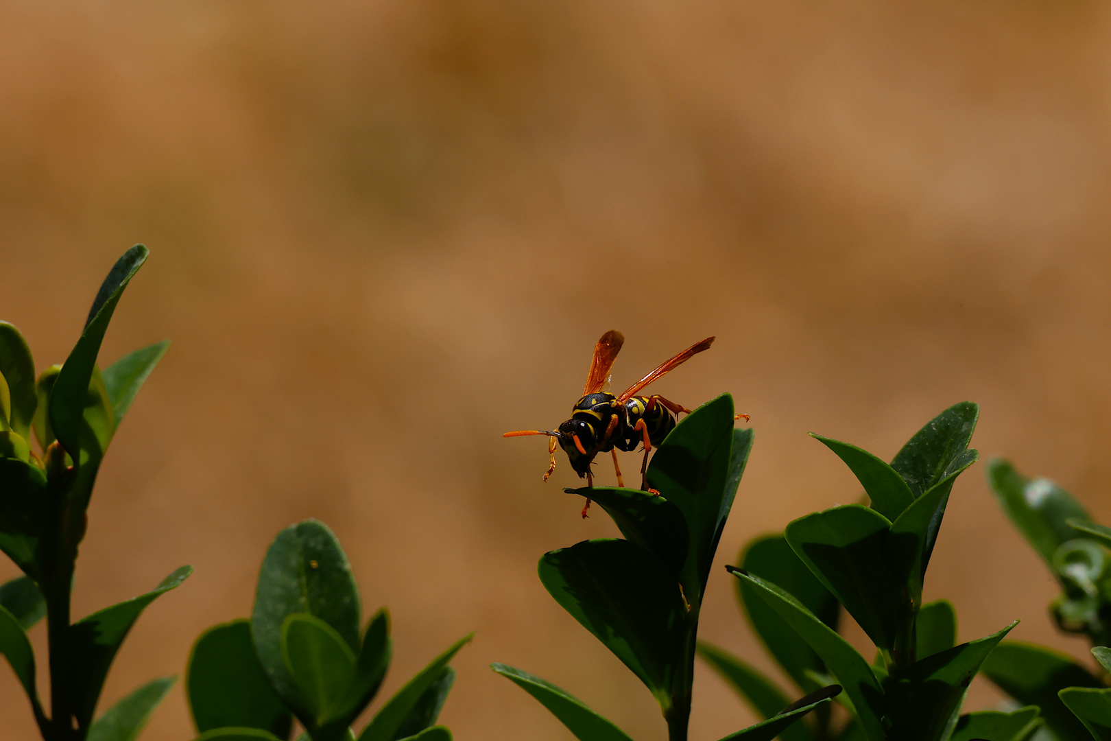 Wespe im Sommer