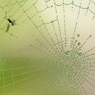 Wespe im taubenetzten Spinnennetz