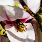 Wespe im Tulpenbaum