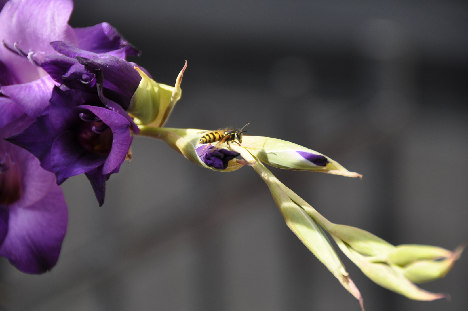 Wespe im Violetten Blumenspiel