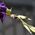 Wespe im Violetten Blumenspiel