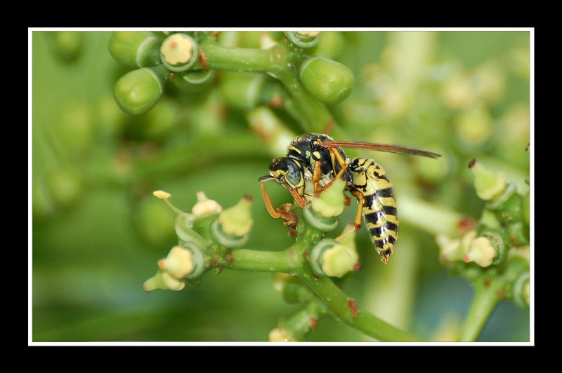 Wespe im Wein