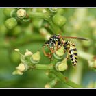 Wespe im Wein