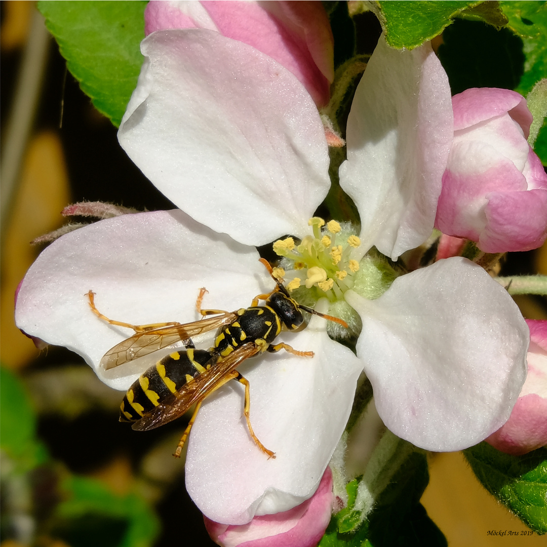 Wespe in Apfelblüte