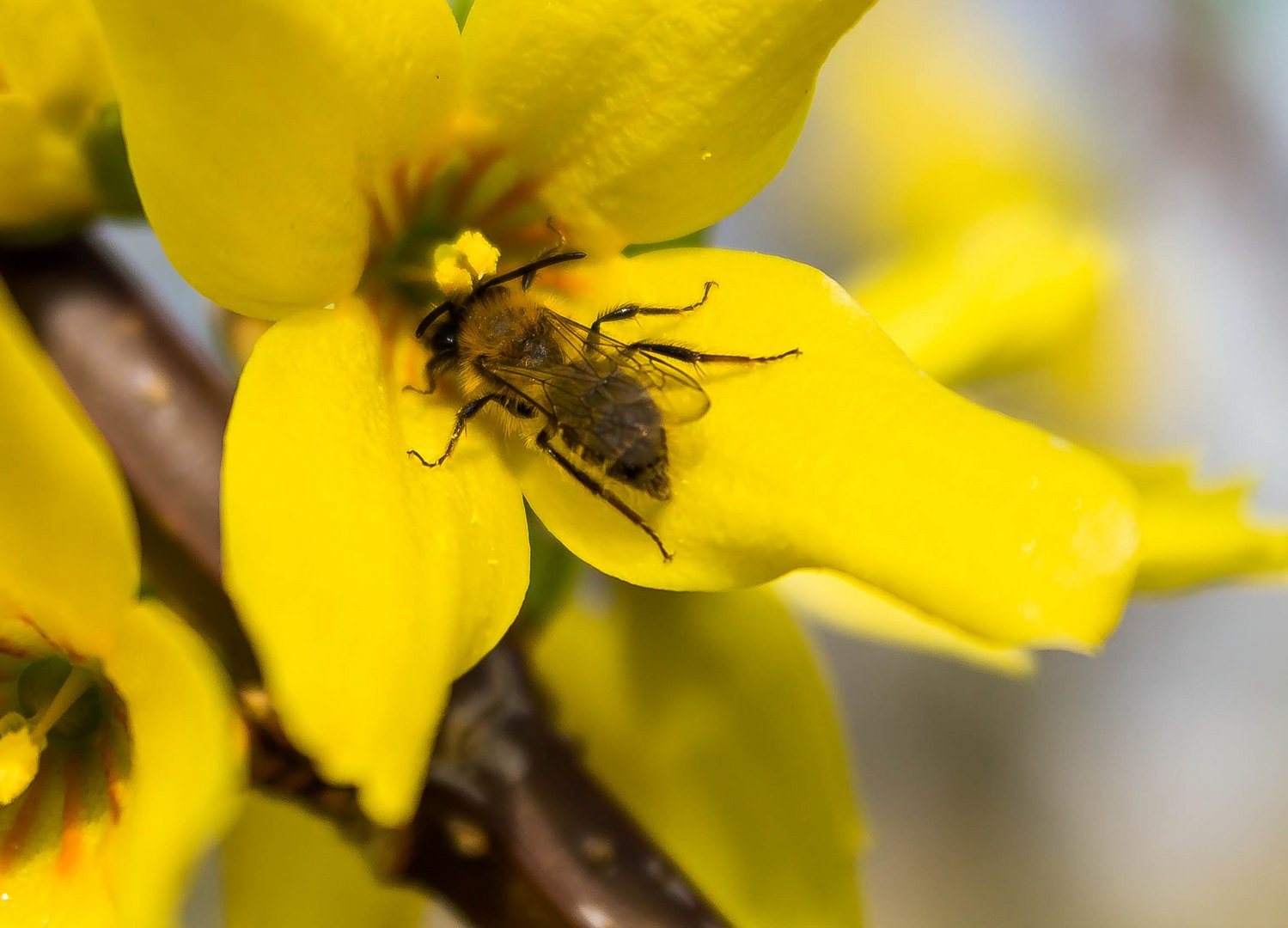 Wespe in einer Blume