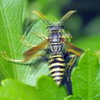 Wespe in meinem Garten