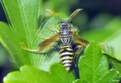 Wespe in meinem Garten