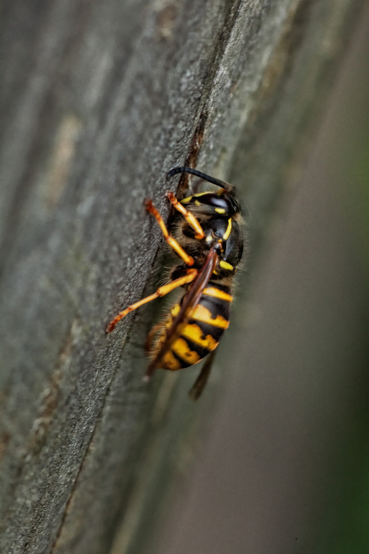 Wespe in Schräglage