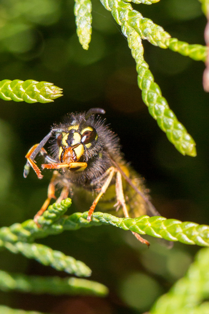 Wespe in Thuja (1)