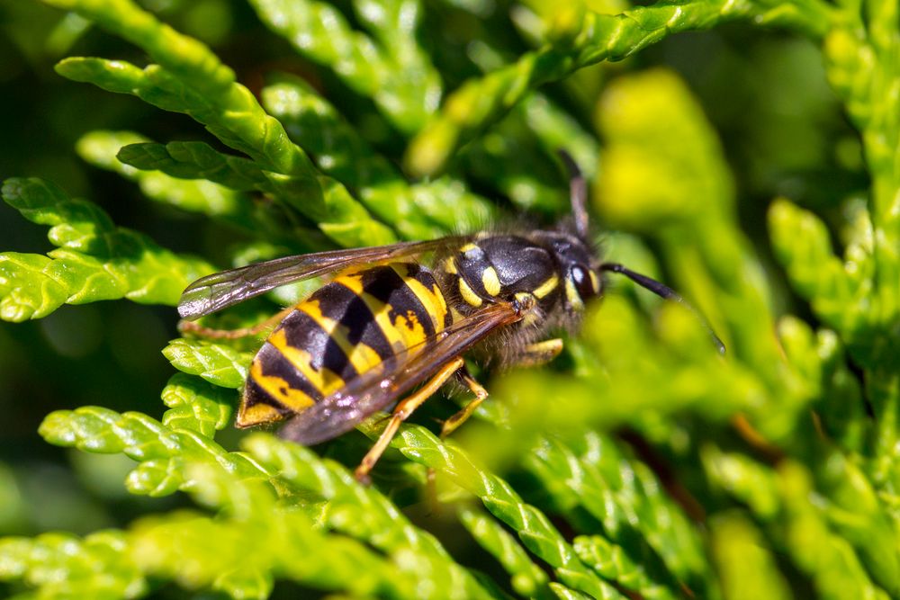 Wespe in Thuja (3)