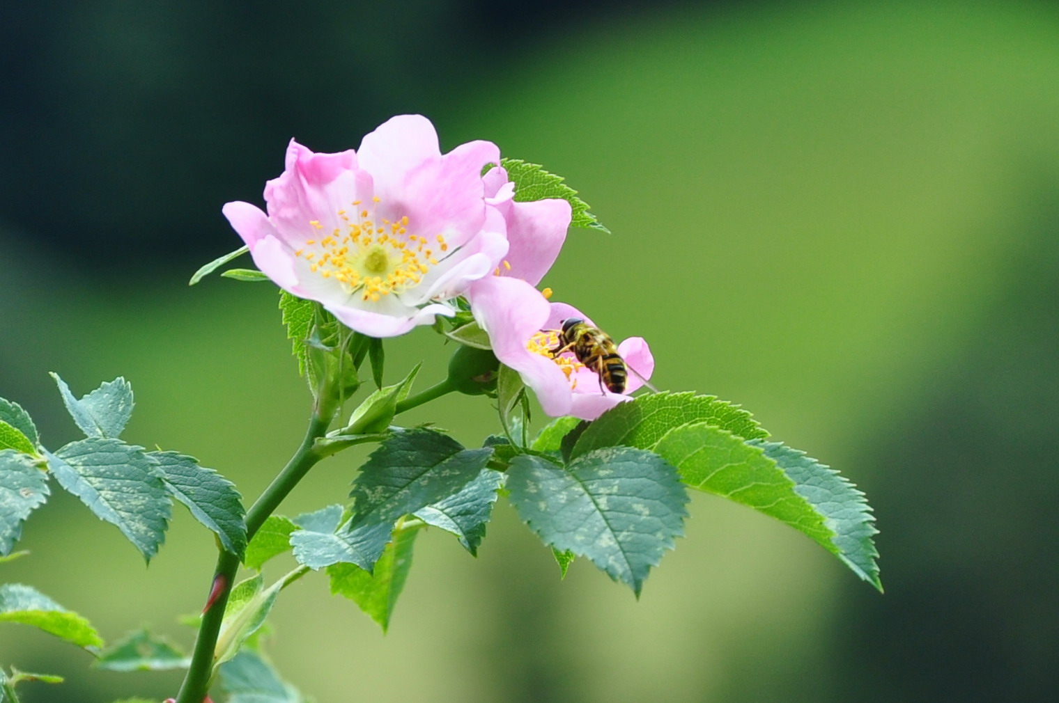 Wespe ind der Rosenblüte