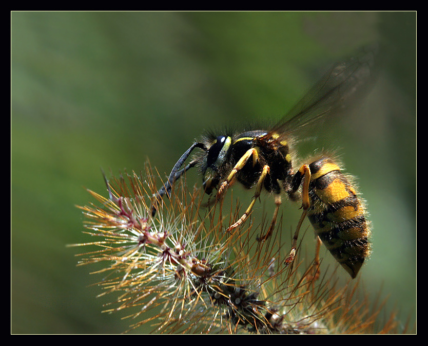 Wespe interessiert an Stachligem ...