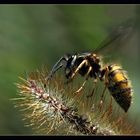 Wespe interessiert an Stachligem ...