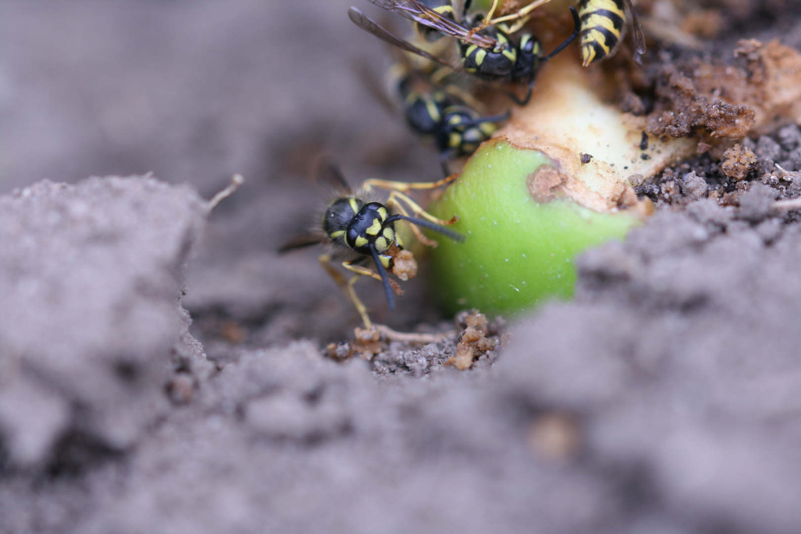 Wespe knabbert am Apfel auf dem Boden