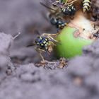 Wespe knabbert am Apfel auf dem Boden