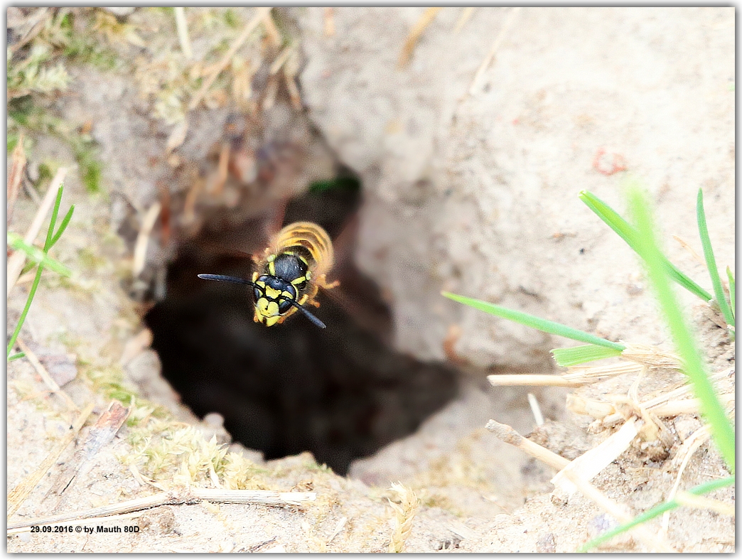 Wespe macht den Abflug