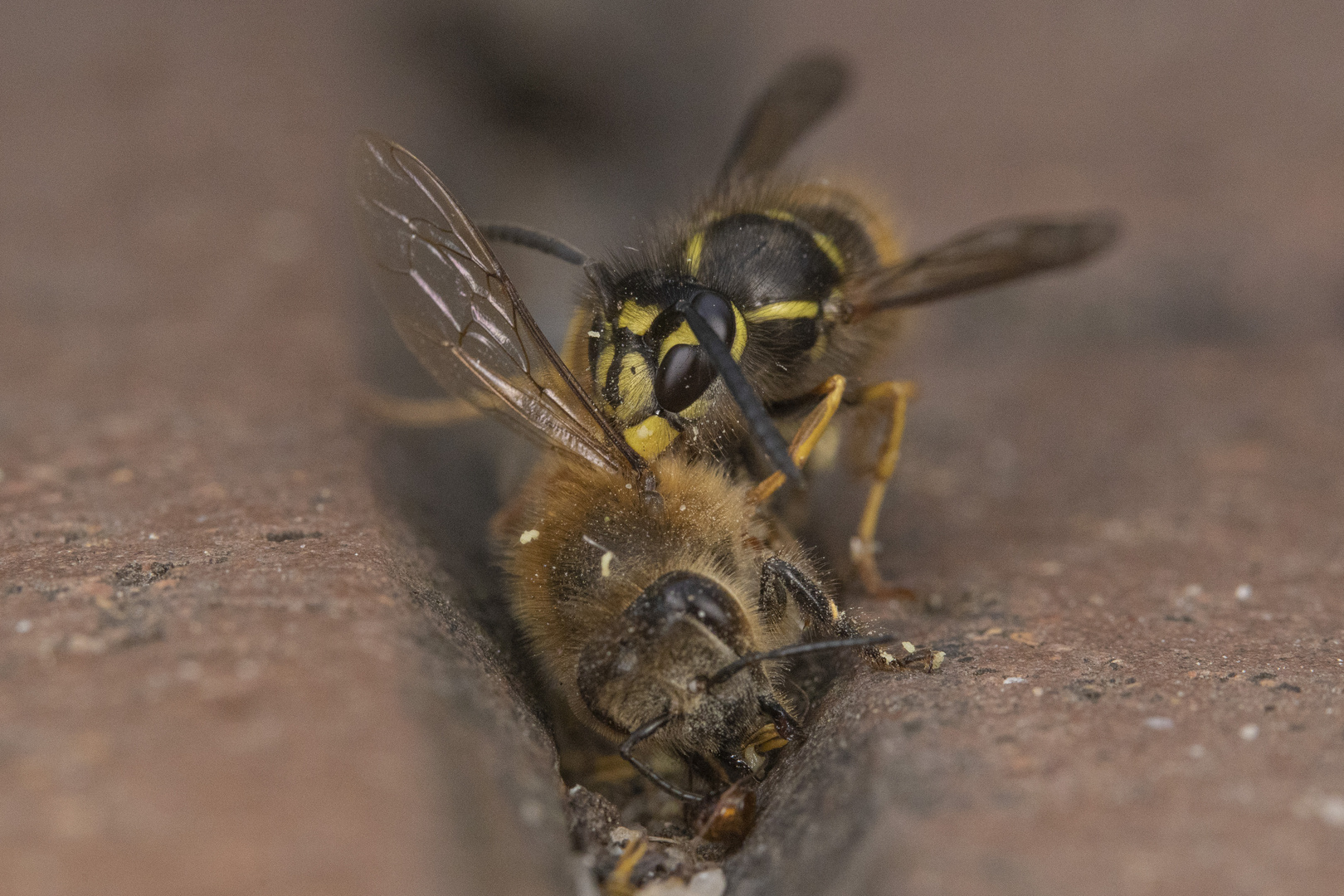 Wespe mit erbeuteter Biene I