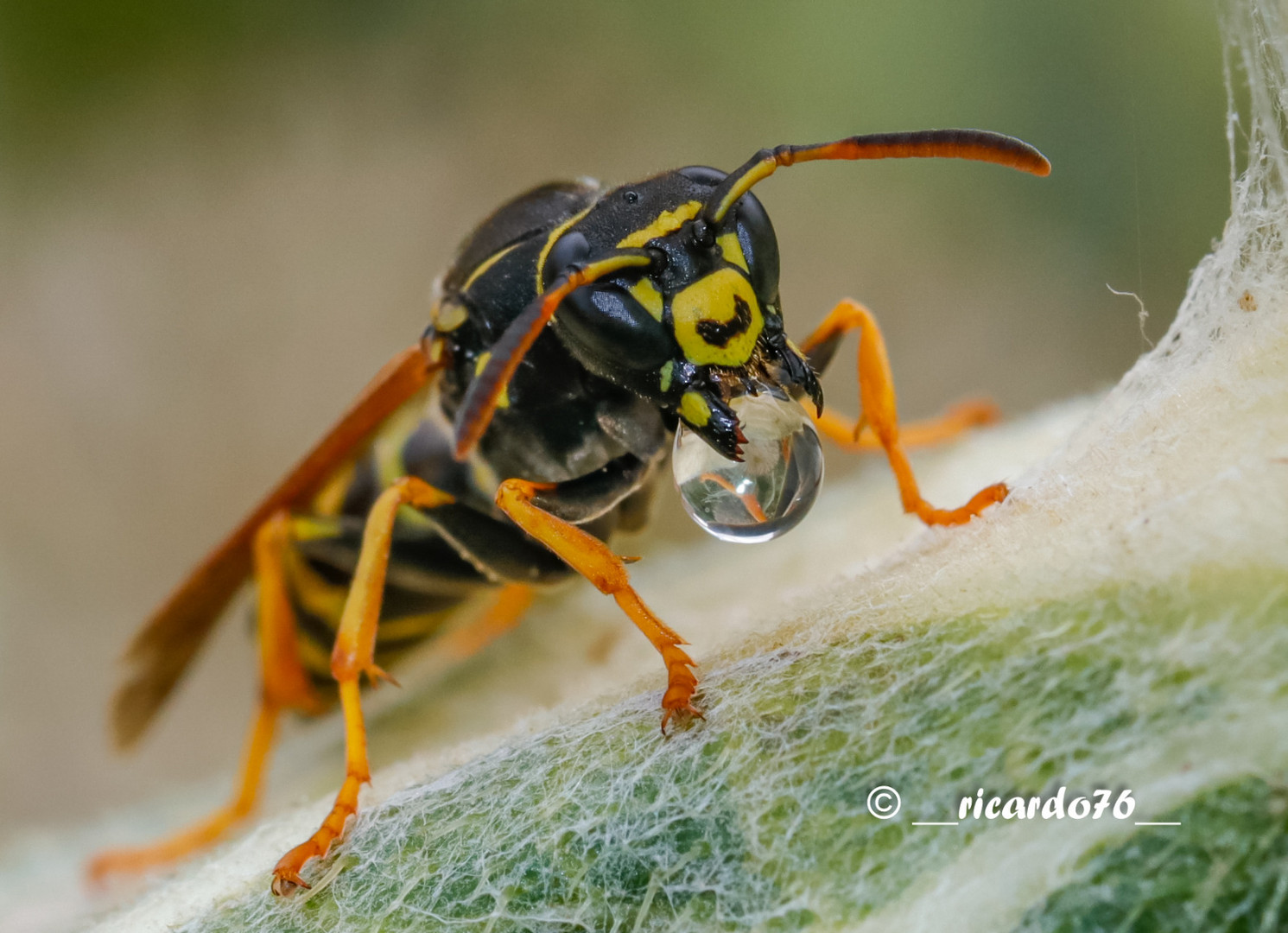 Wespe mit Wassertropfen 