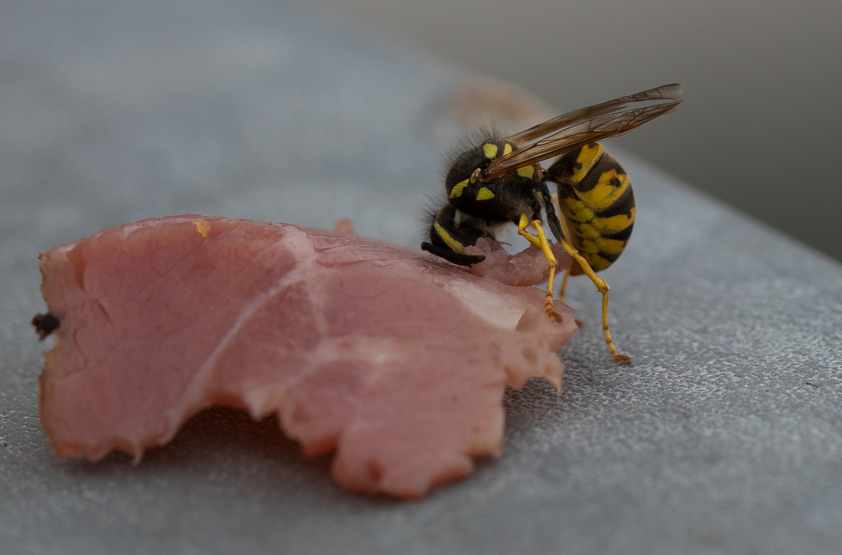 Wespe möchte ein Stück Wurst haben