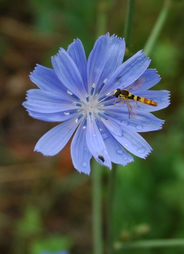 Wespe- oder so - auf blauer Blume
