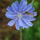 Wespe- oder so - auf blauer Blume