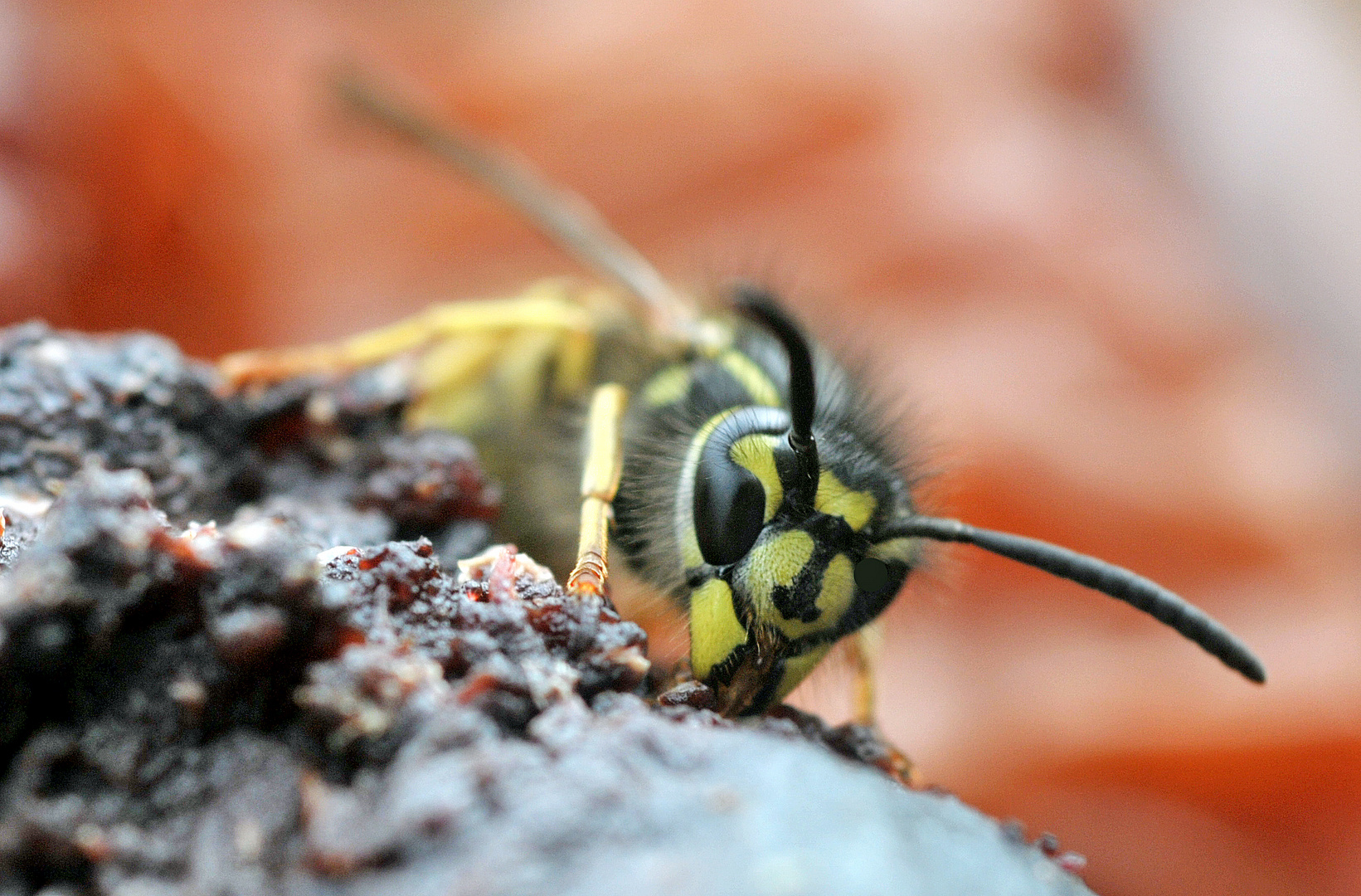 Wespe schlürft frischen Obstsaft