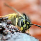 Wespe schlürft frischen Obstsaft