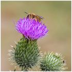 Wespe sitzt auf einer Distel