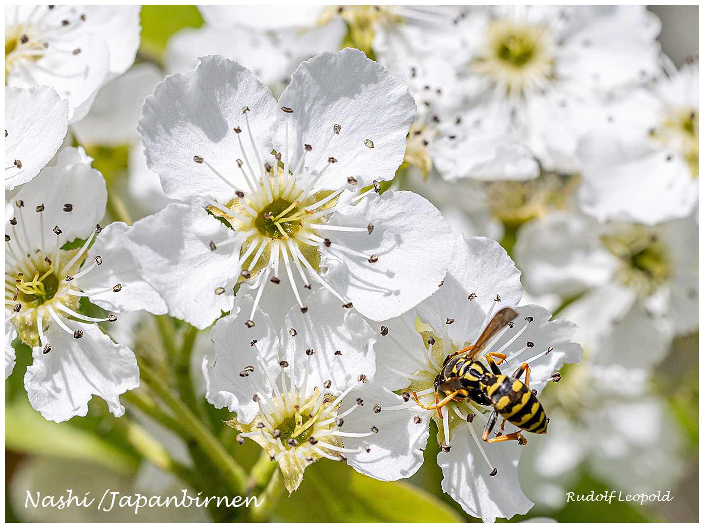 Wespe taucht in den Nektar einer Obstbaumblüte