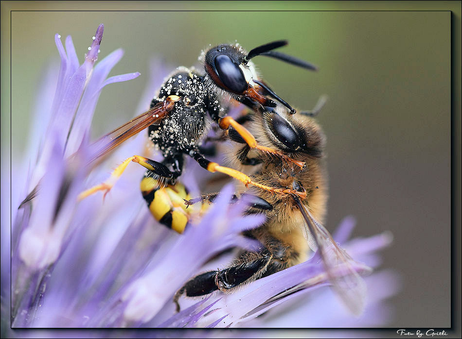 Wespe tötet eine Biene