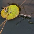 Wespe trifft Wasserläufer